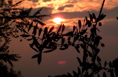 olive-grove-at-sunset-1256530