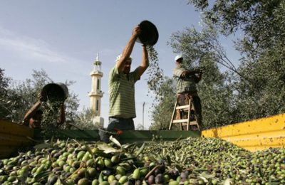 olive oil business