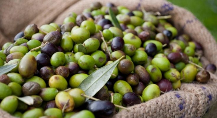 olive oil business