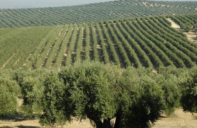 تهددها نقص المياه:مزارع الزيتون في Jaén الإسبانية تواجه موسما سيئا